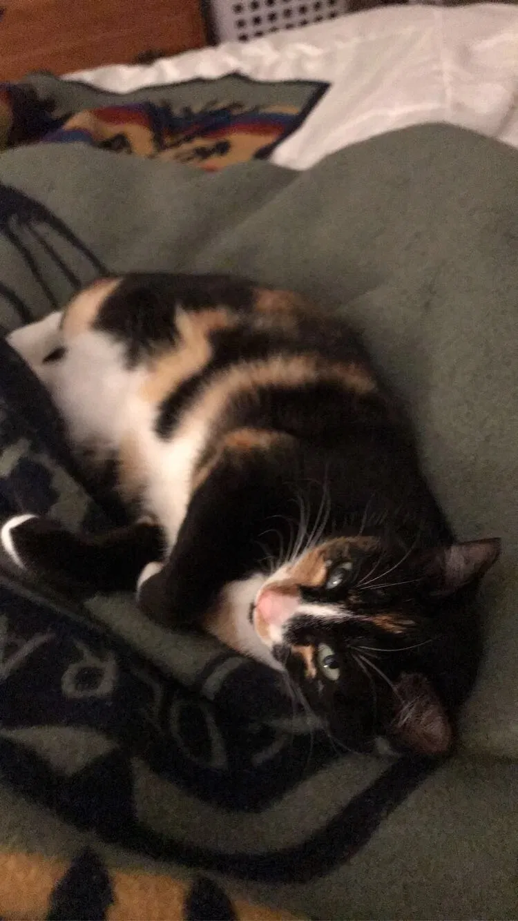 Lost cat in Salem, OR, 97302