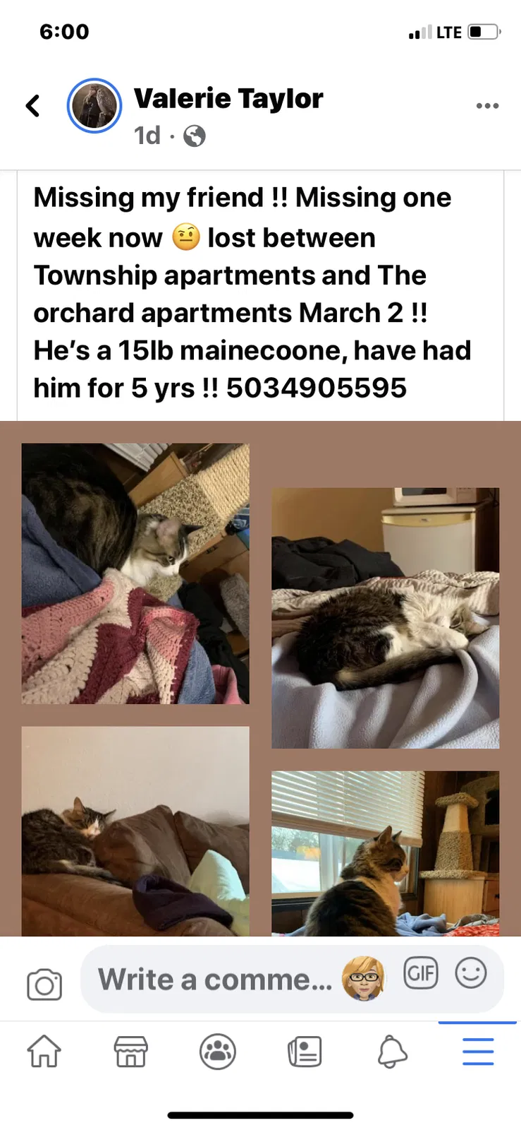 Lost cat in Canby, OR, 97013