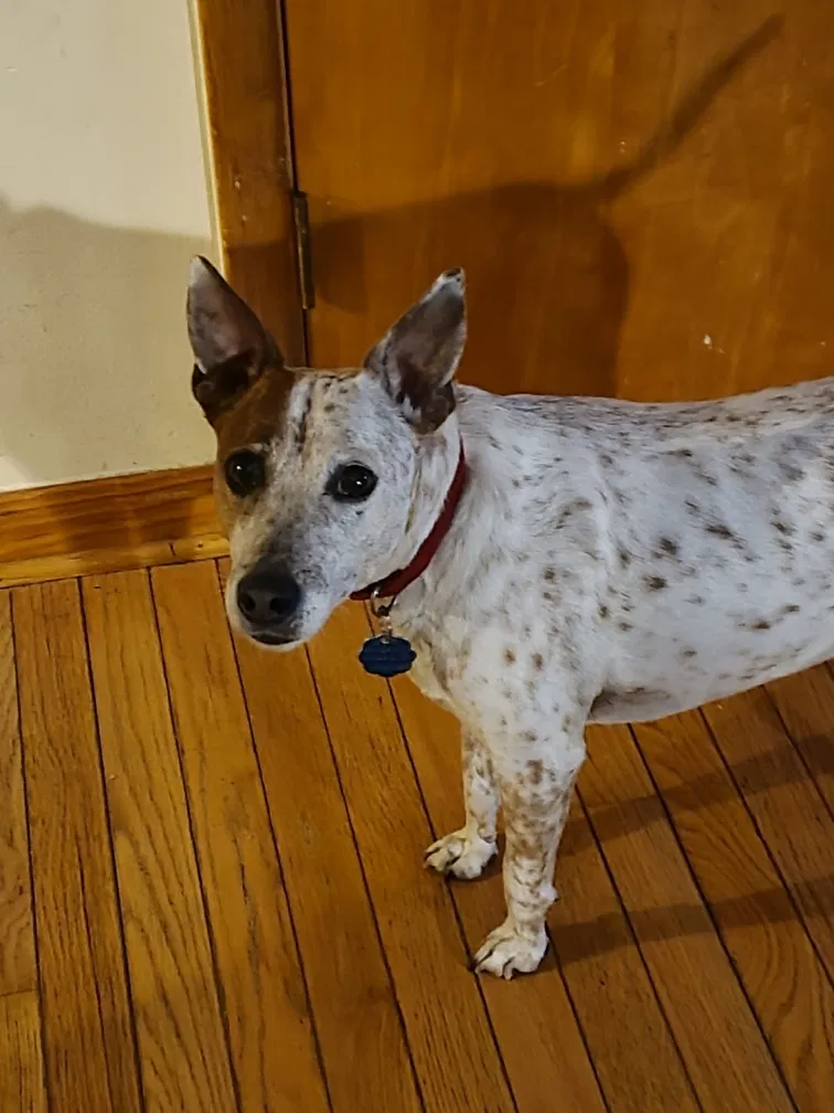 Lost dog in Aberdeen, MD, 21001