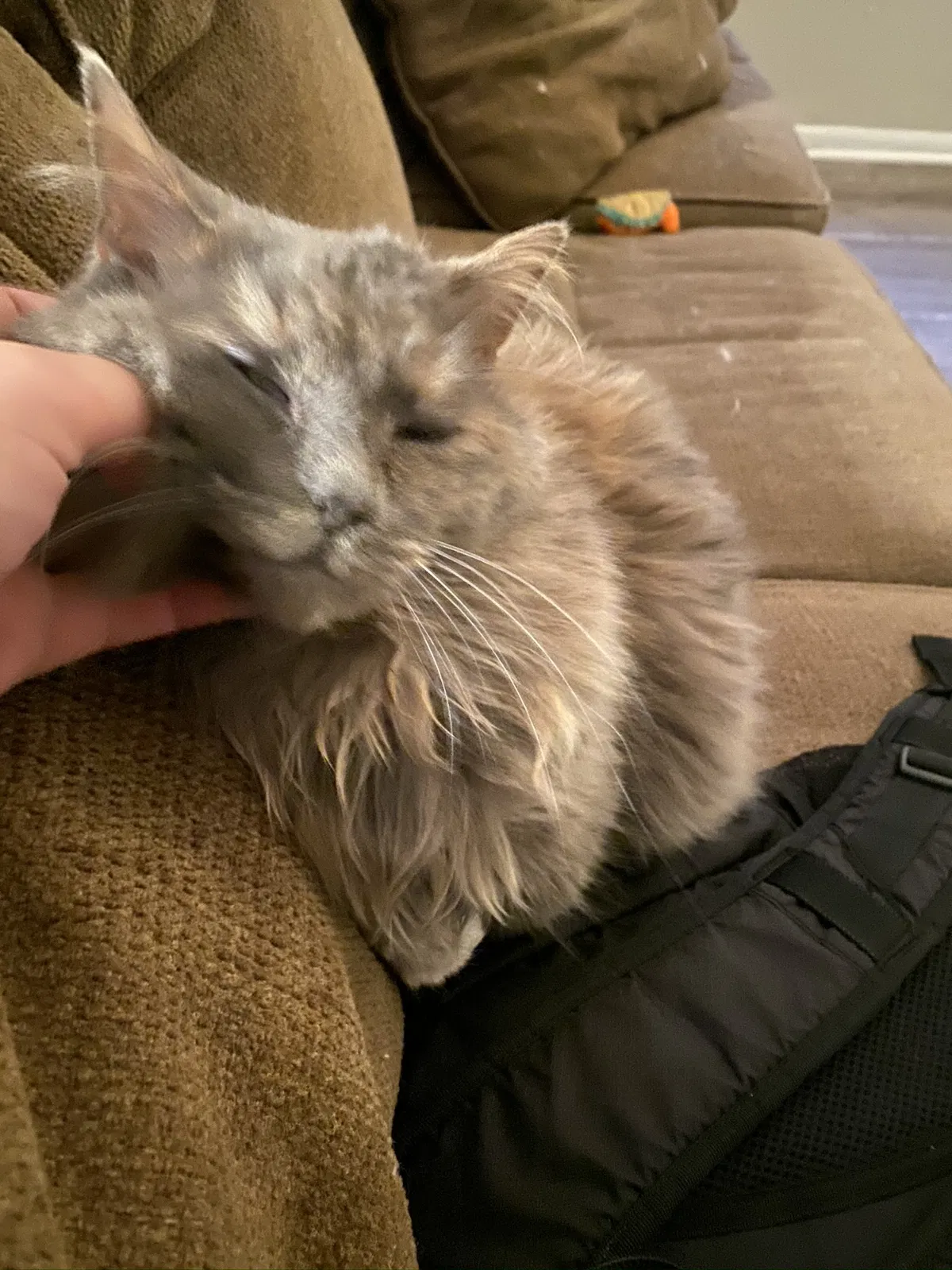 Lost cat in Lebanon, IN, 46052