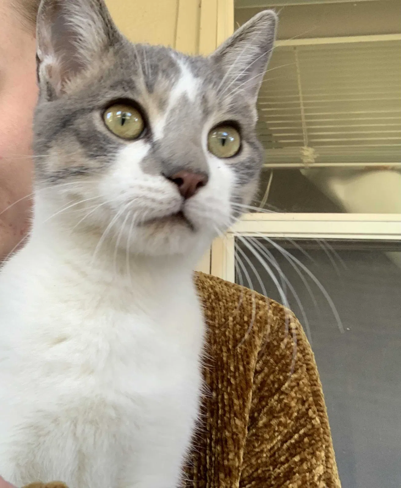 Lost cat in Tulsa, OK, 74134