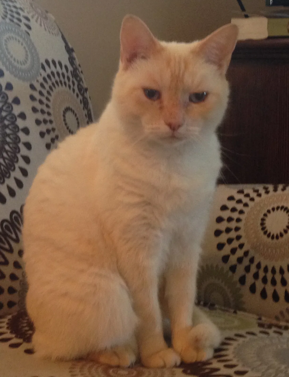 Lost cat in Jacksonville, FL, 32204