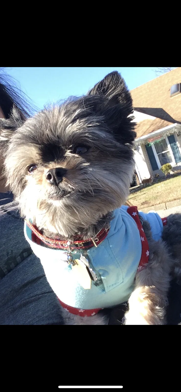 Lost dog in Chula Vista, CA, 91911