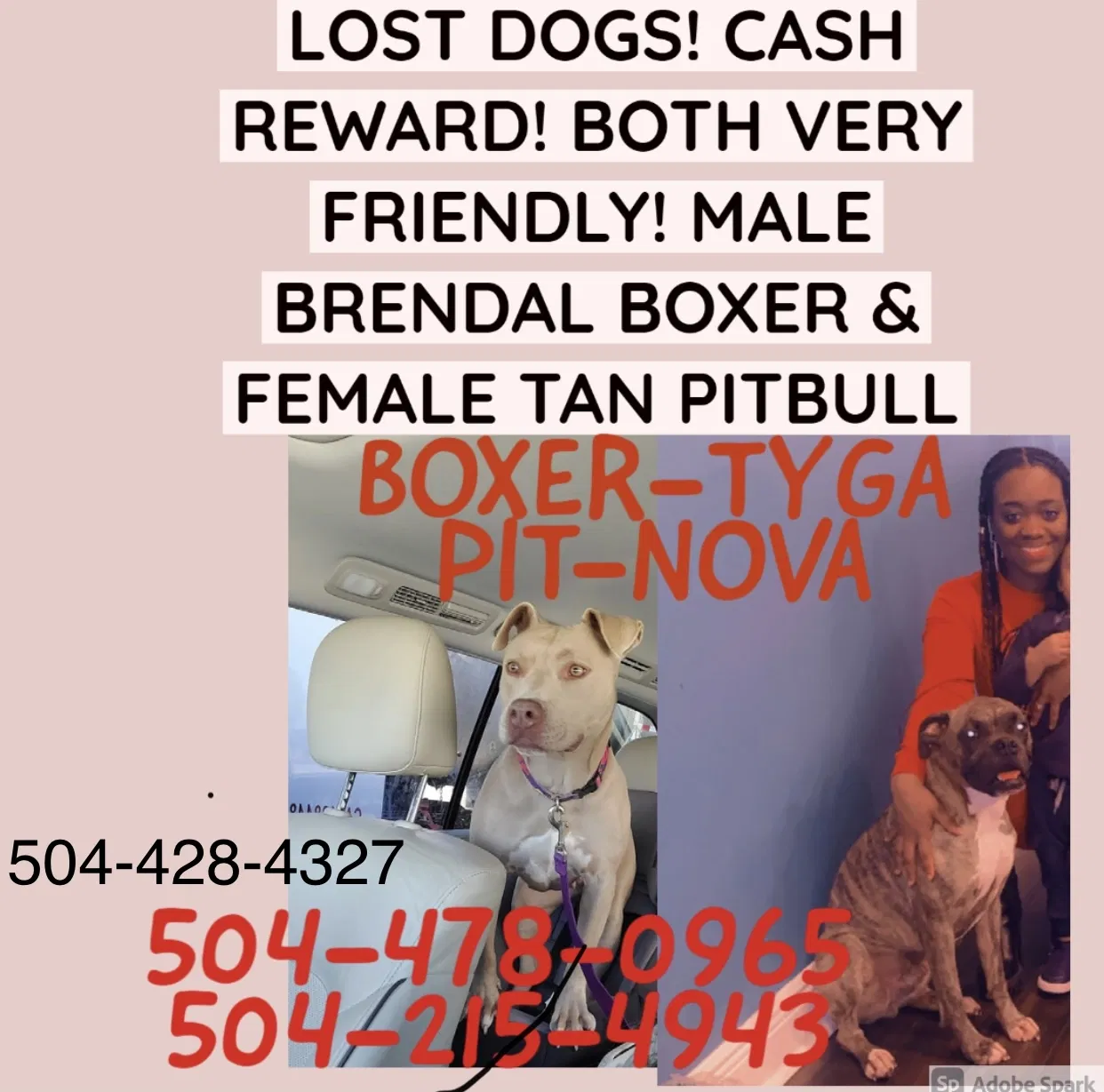 Lost dog in New Orleans, LA, 70122
