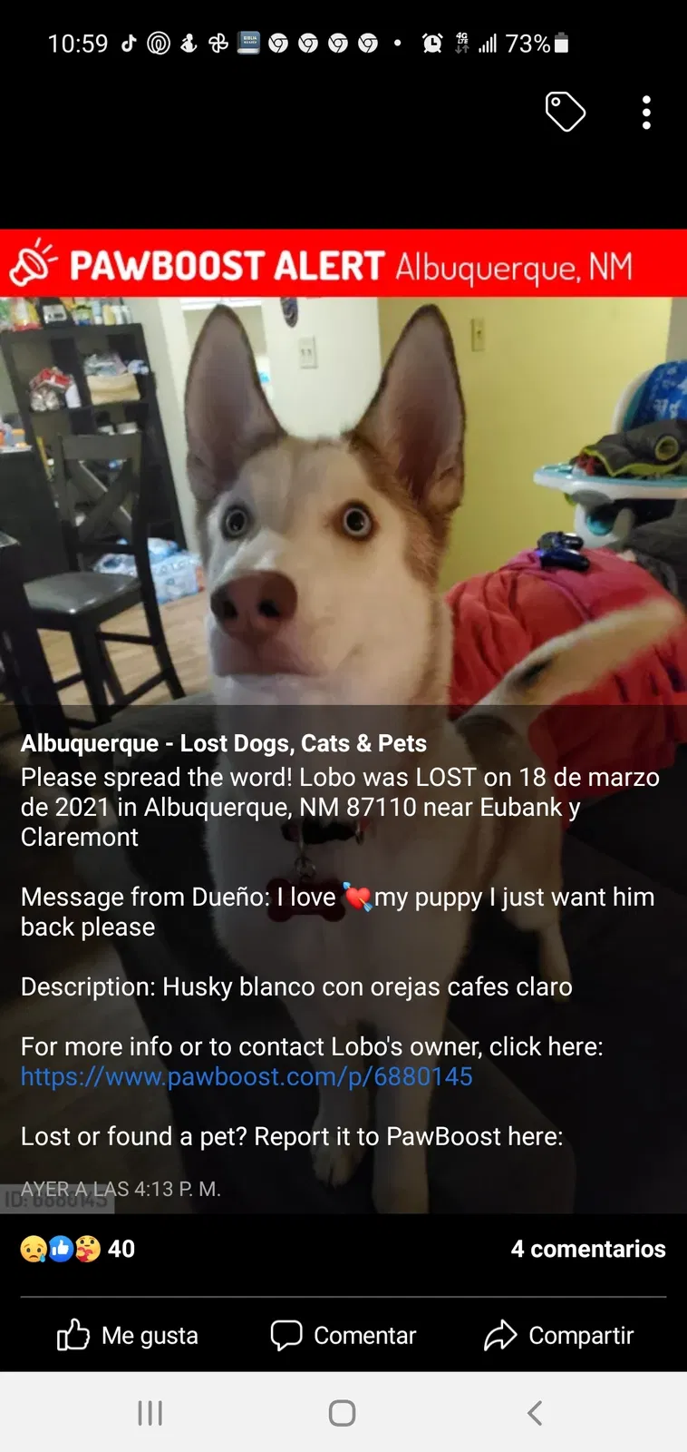 Lost dog in Albuquerque, NM, 87110