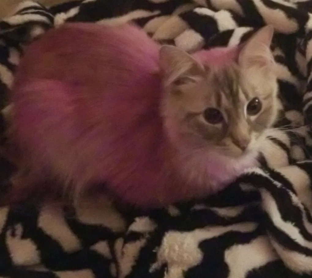 Lost cat in Dallas, TX, 75287