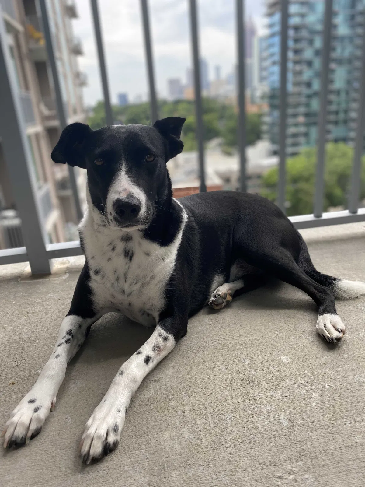Lost dog in Smyrna, GA, 30082