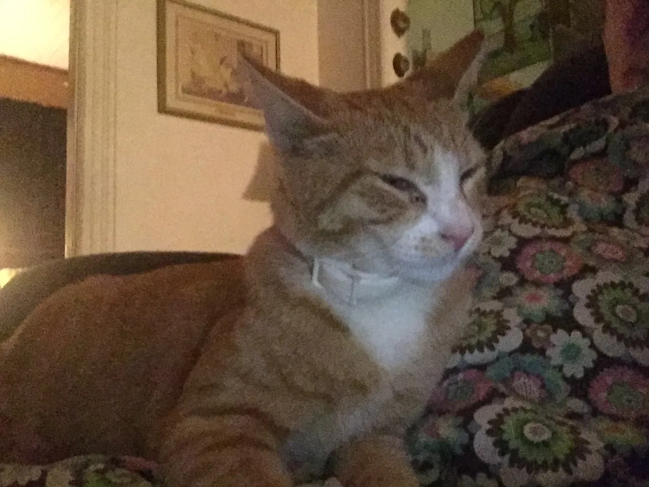 Lost cat in Mansfield, AR, 72944