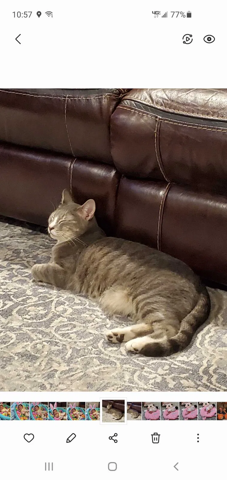Lost cat in Virginia Beach, VA, 23451
