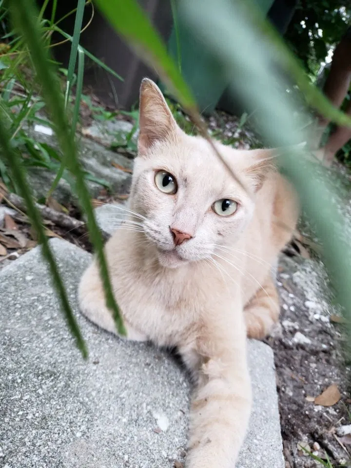 Lost cat in Saint Augustine, FL, 32080