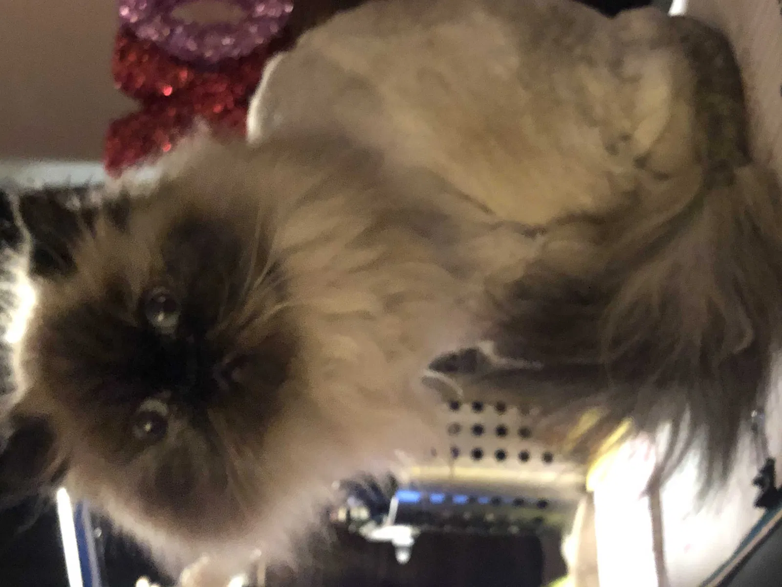 Lost cat in North Hollywood, CA, 91601