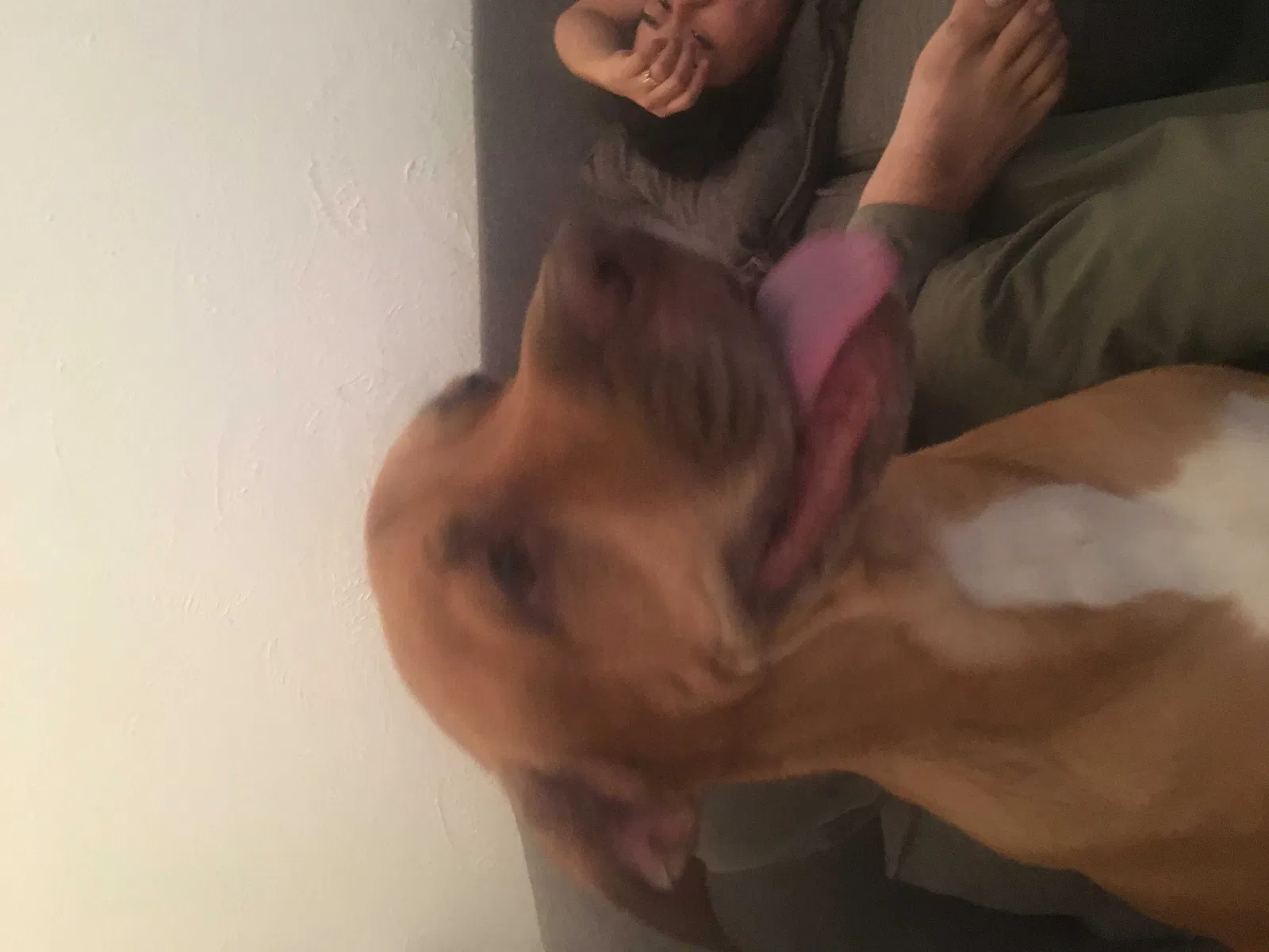 Lost dog in Las Vegas, NV, 89110