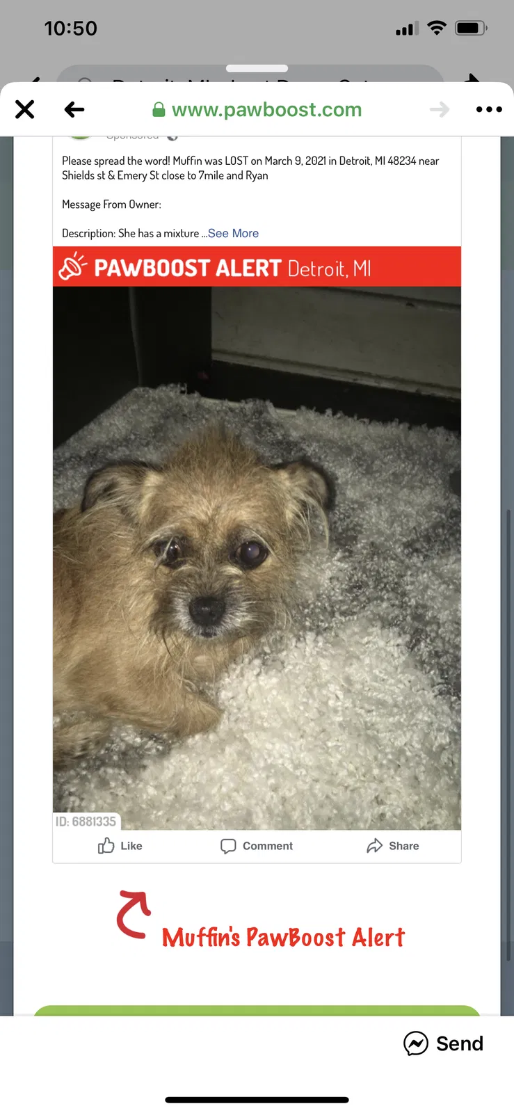 Lost dog in Detroit, MI, 48234