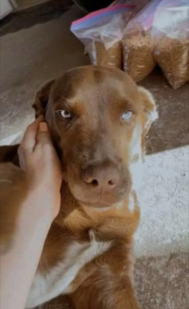 Lost dog in Odessa, FL, 33556