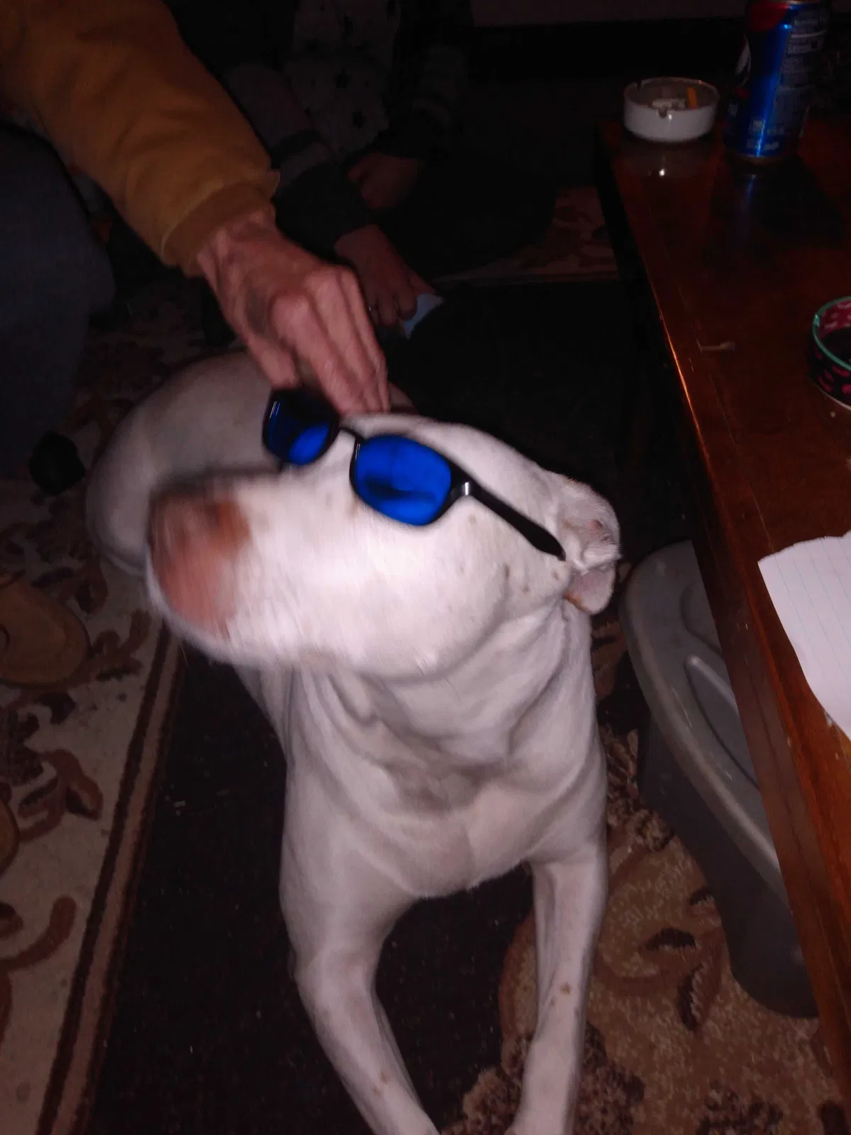 Lost dog in Oakley, CA, 94561