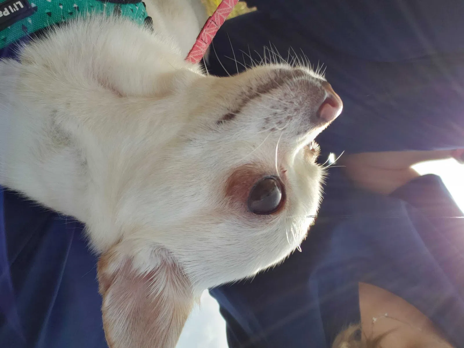 Lost dog in Cape Coral, FL, 33993