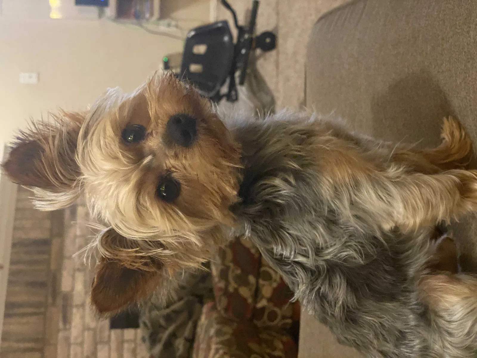 Lost dog in Grand Prairie, TX, 75054
