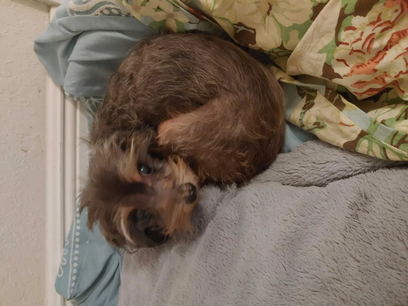Lost dog in Spring Hill, FL, 34606