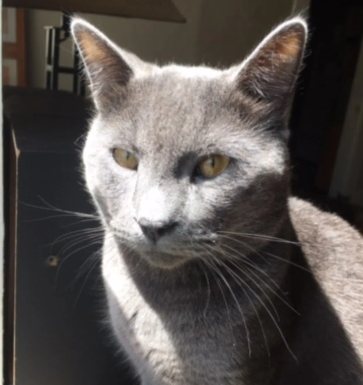 Lost cat in Concord, NH, 3301