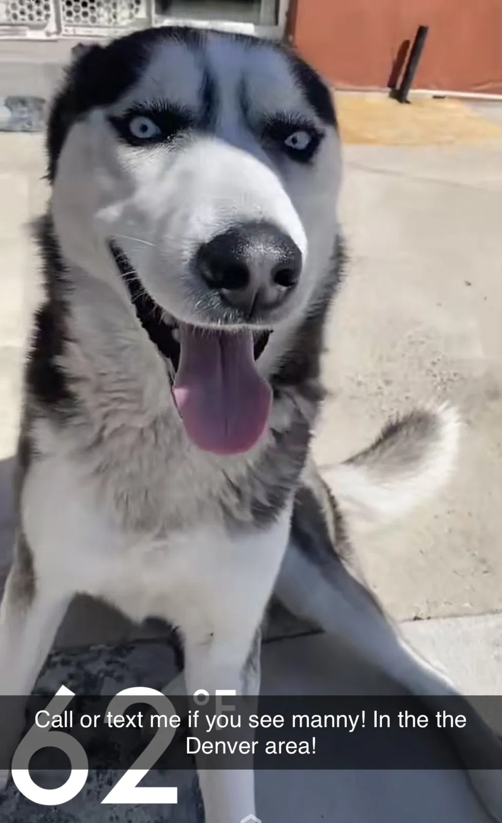 Lost dog in Denver, CO, 80219