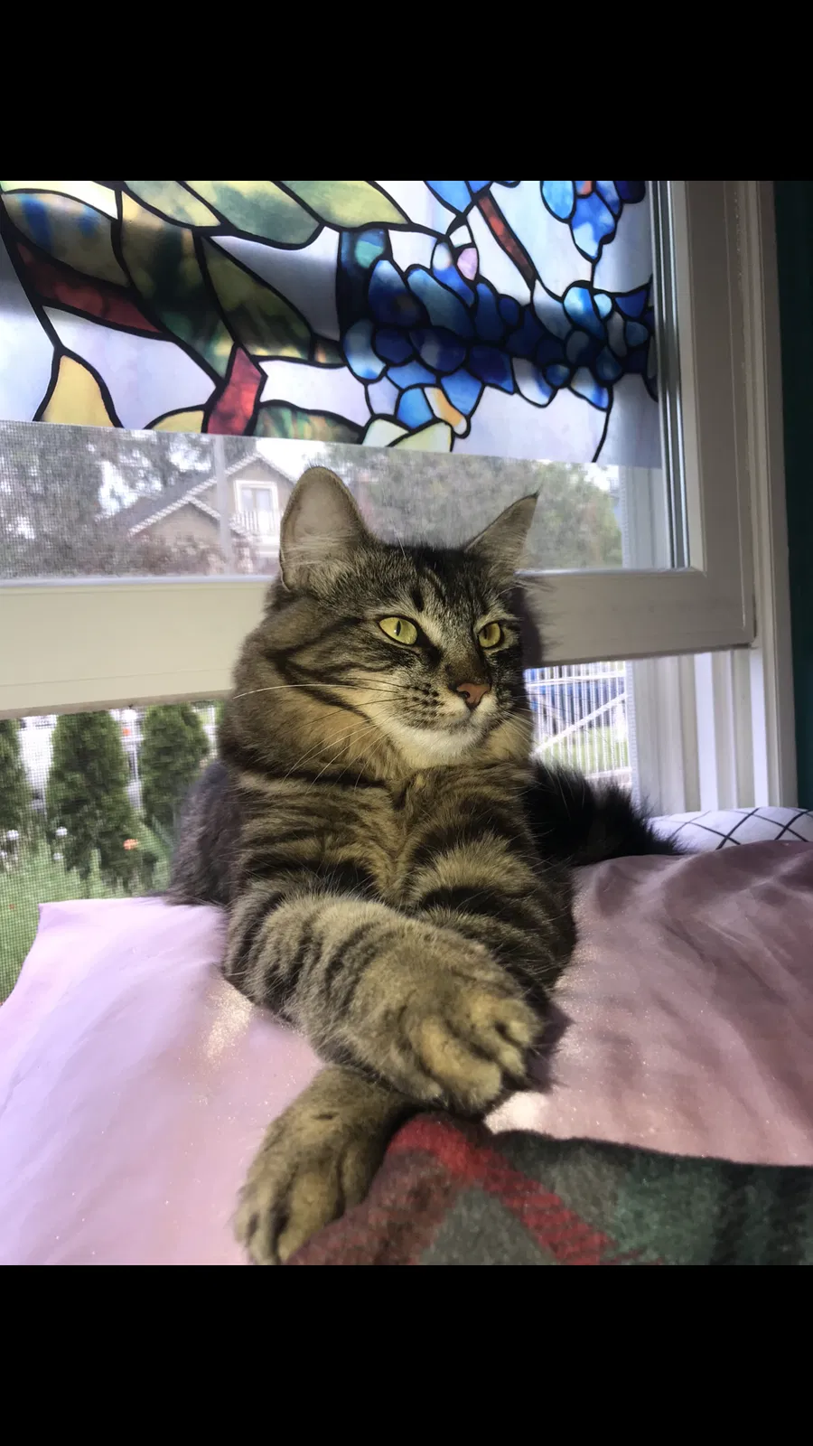 Lost cat in Seattle, WA, 98103