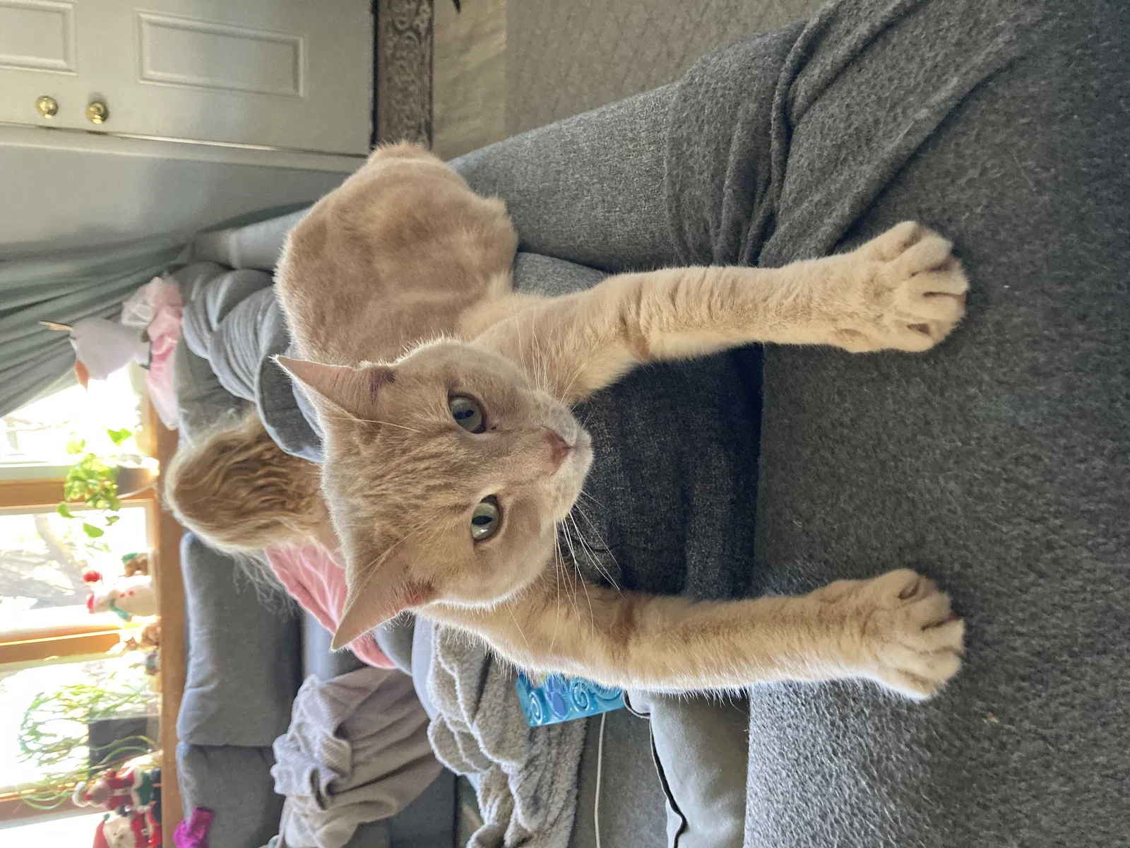 Lost cat in Aberdeen, MD, 21001