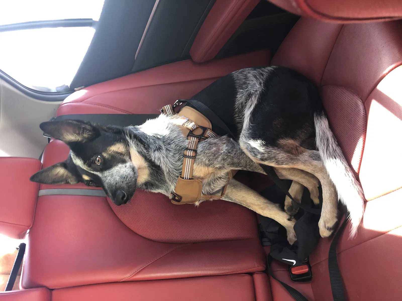 Lost dog in San Fernando, CA, 91340