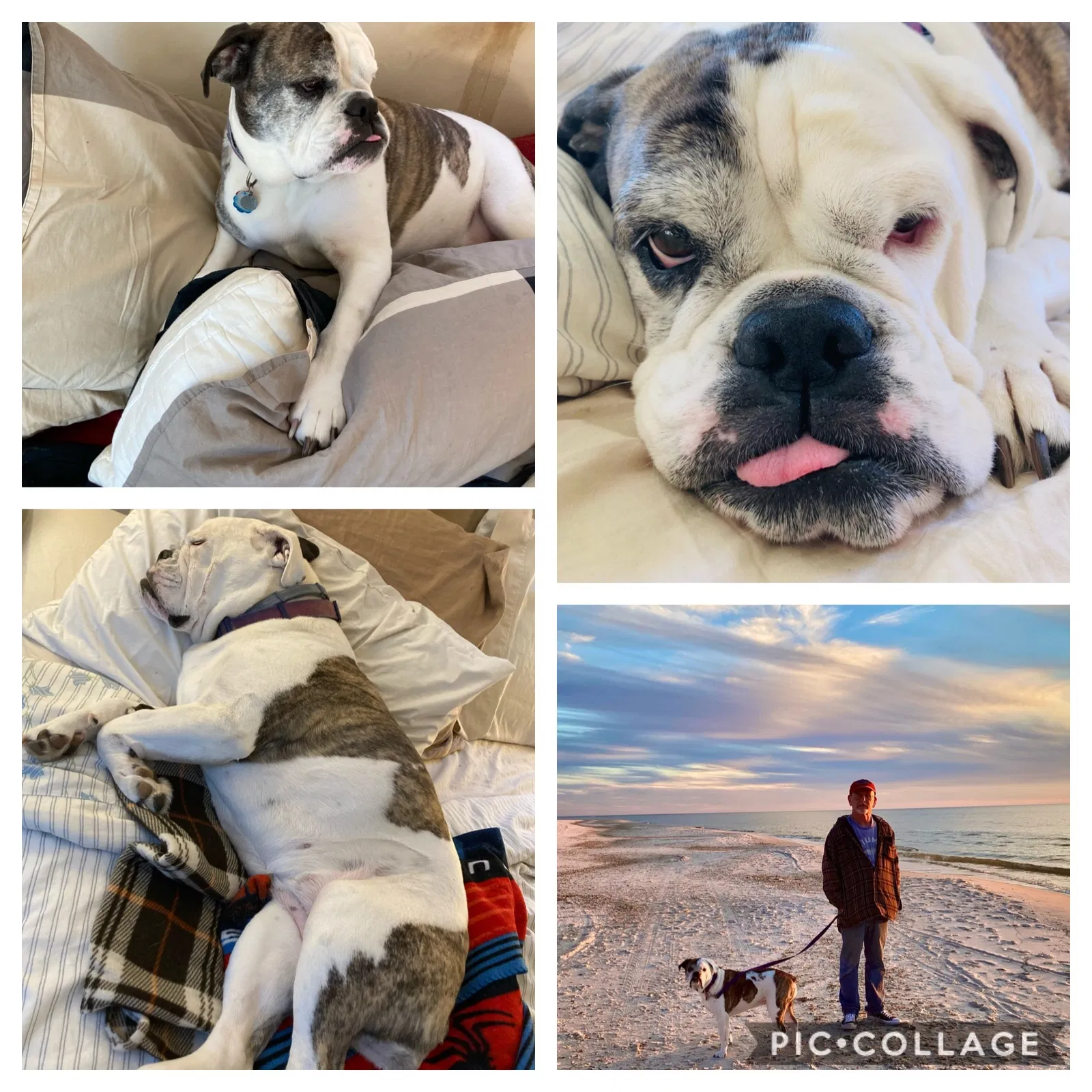 Lost dog in East Stroudsburg, PA, 18302