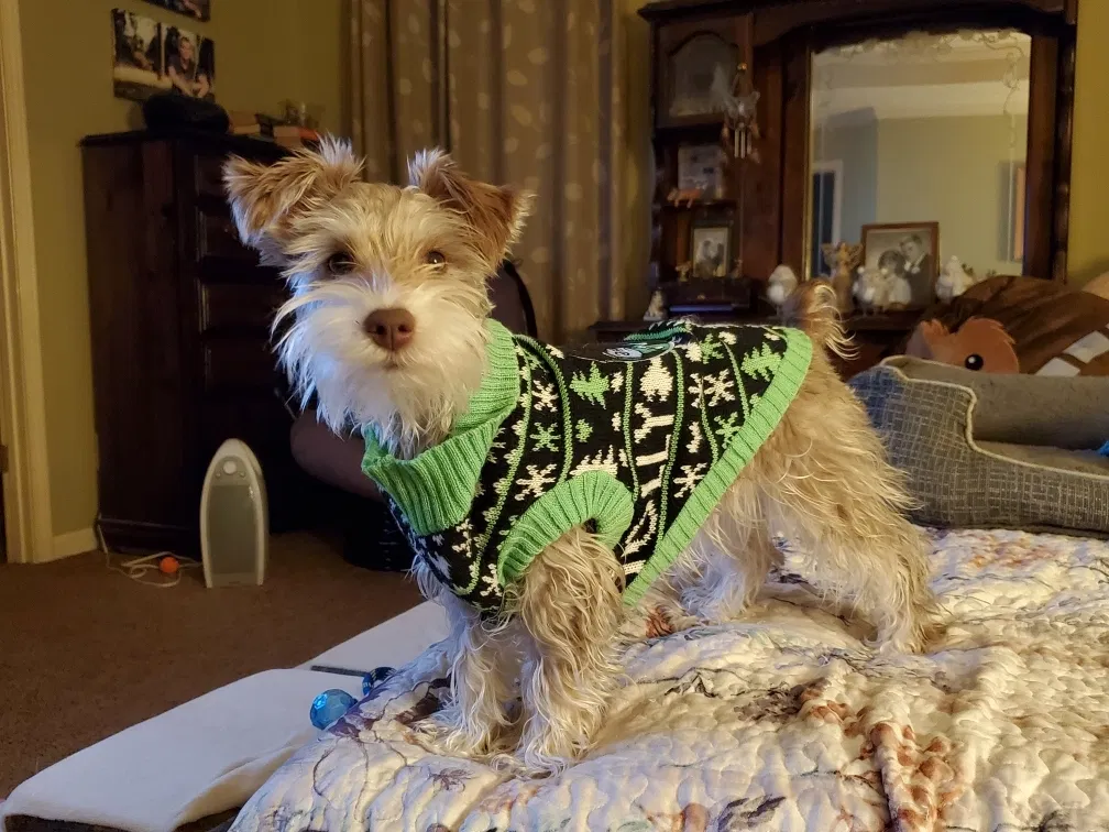 Lost dog in Woodstock, GA, 30189
