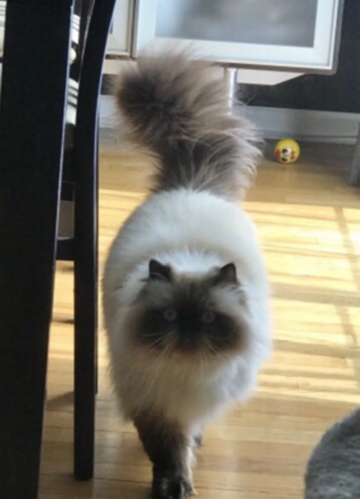 Lost cat in Lombard, IL, 60148