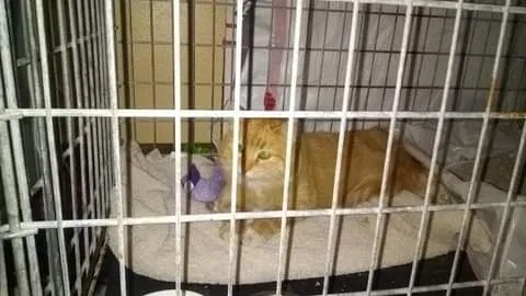 Found cat in Kennewick, WA, 99337