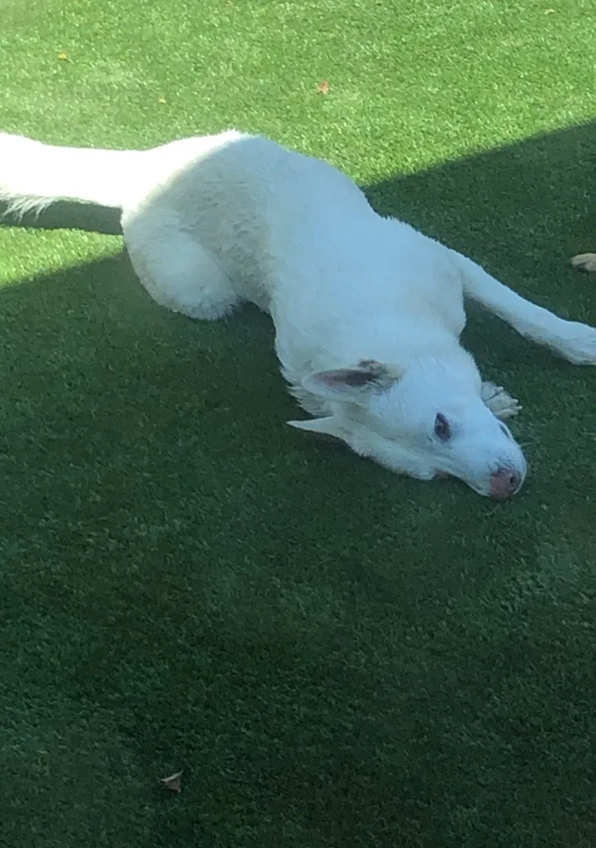 Lost dog in Long Beach, CA, 90805