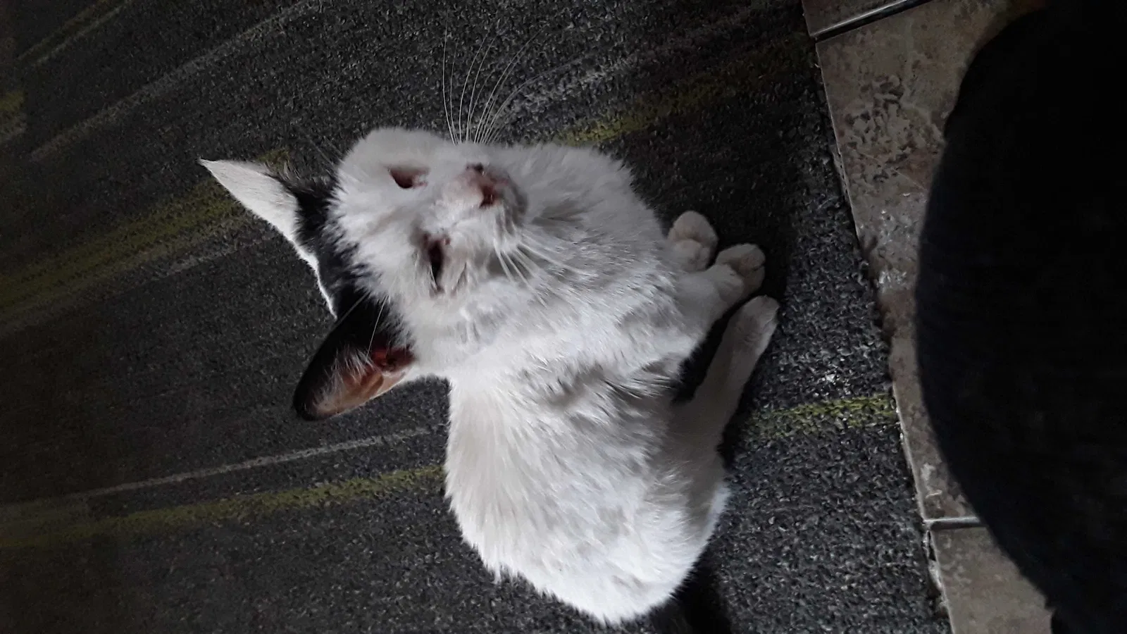 Lost cat in Columbus, OH, 43222
