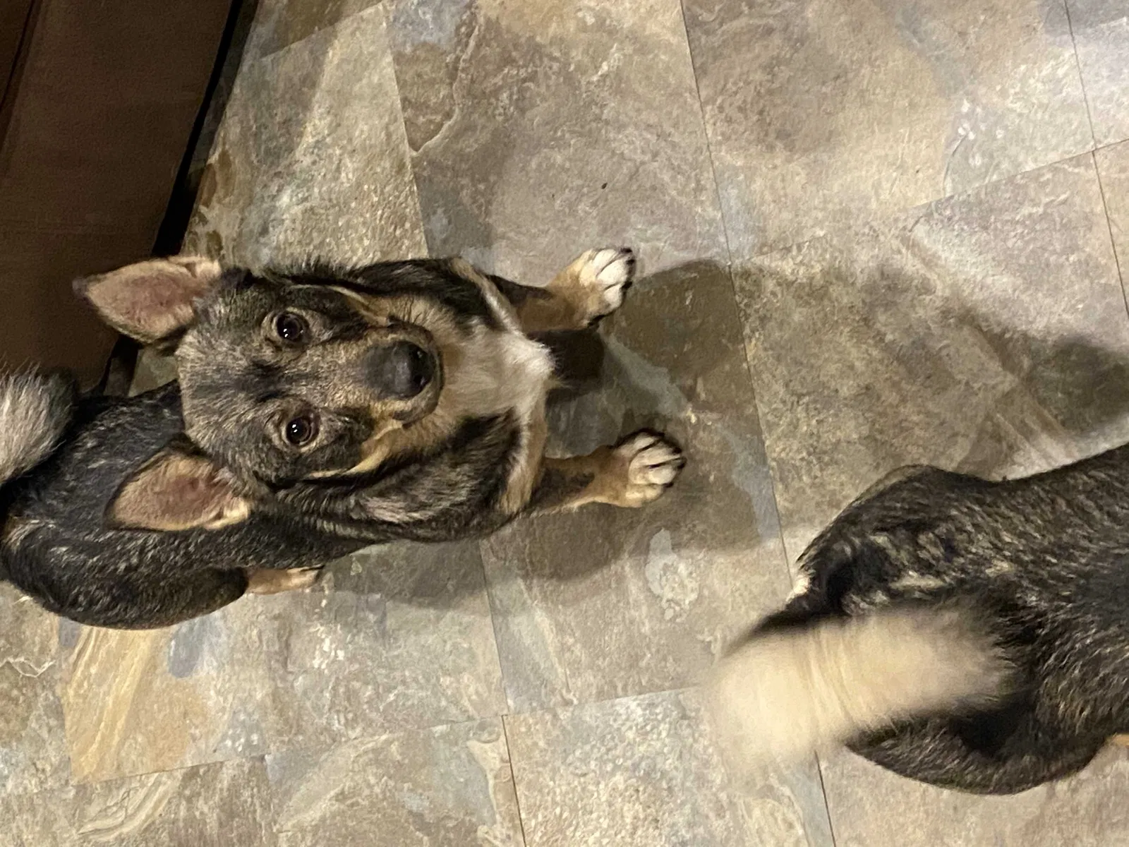 Lost dog in Sauk Rapids, MN, 56379