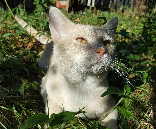Lost cat in Lockport, IL, 60441