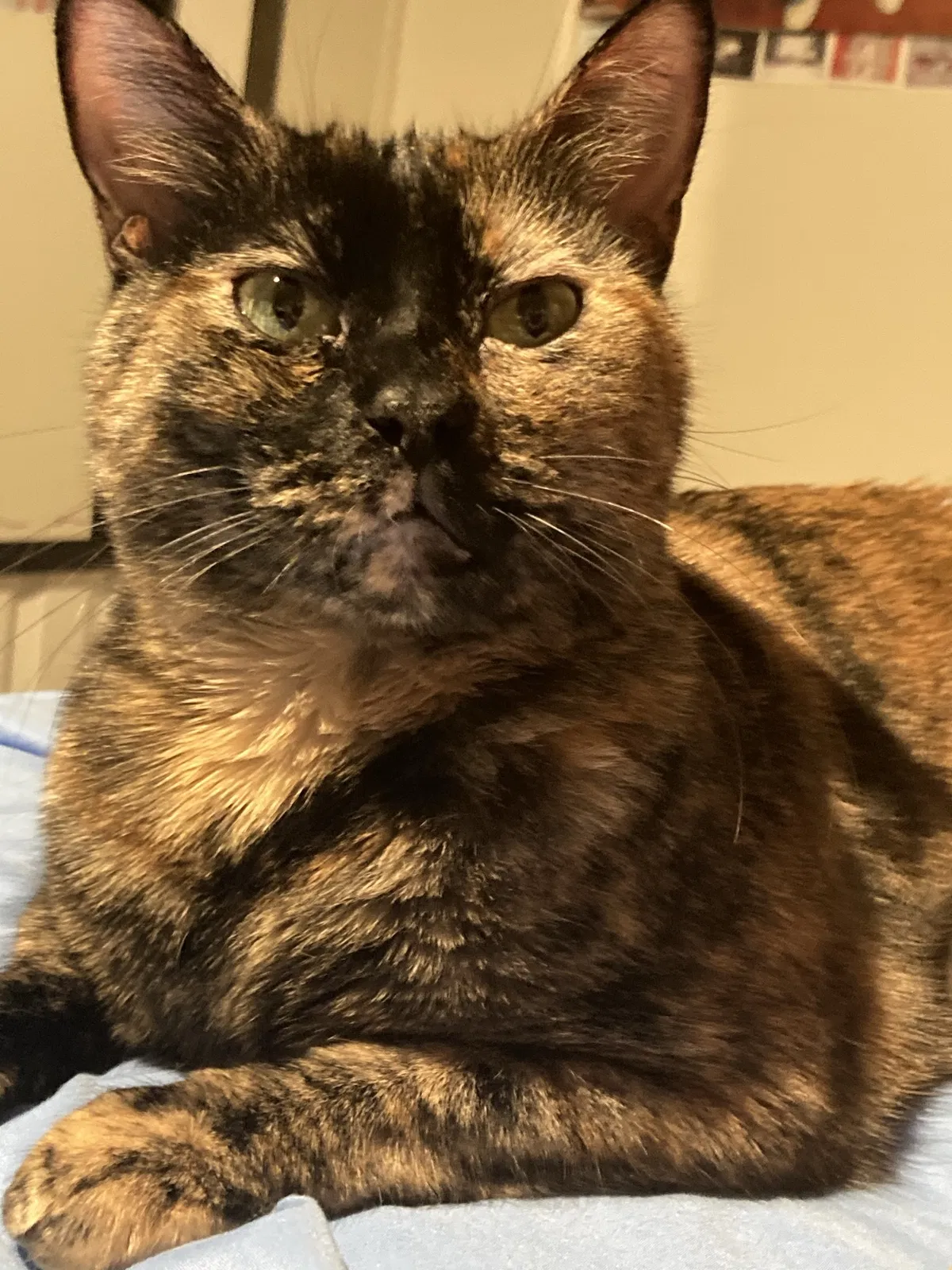 Lost cat in Tulsa, OK, 74104