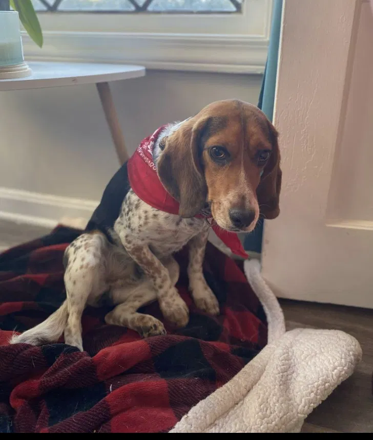 Lost dog in Cleveland, OH, 44118