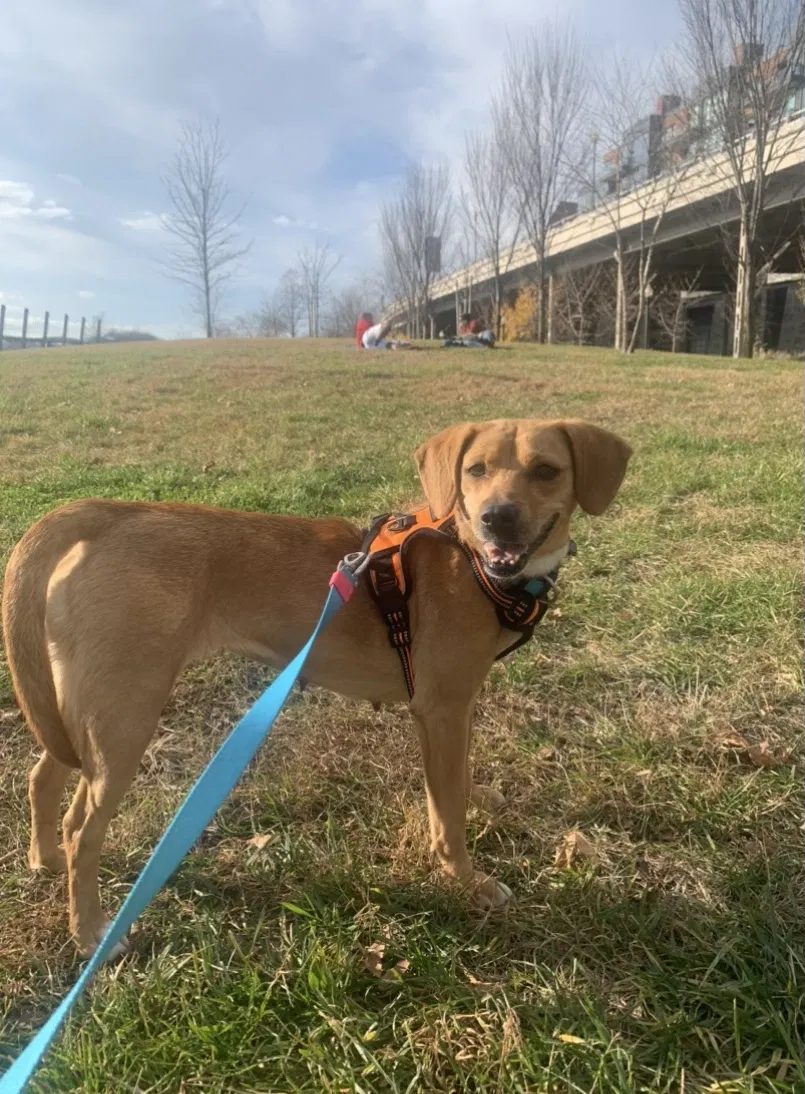 Lost dog in Cos Cob, CT, 6807