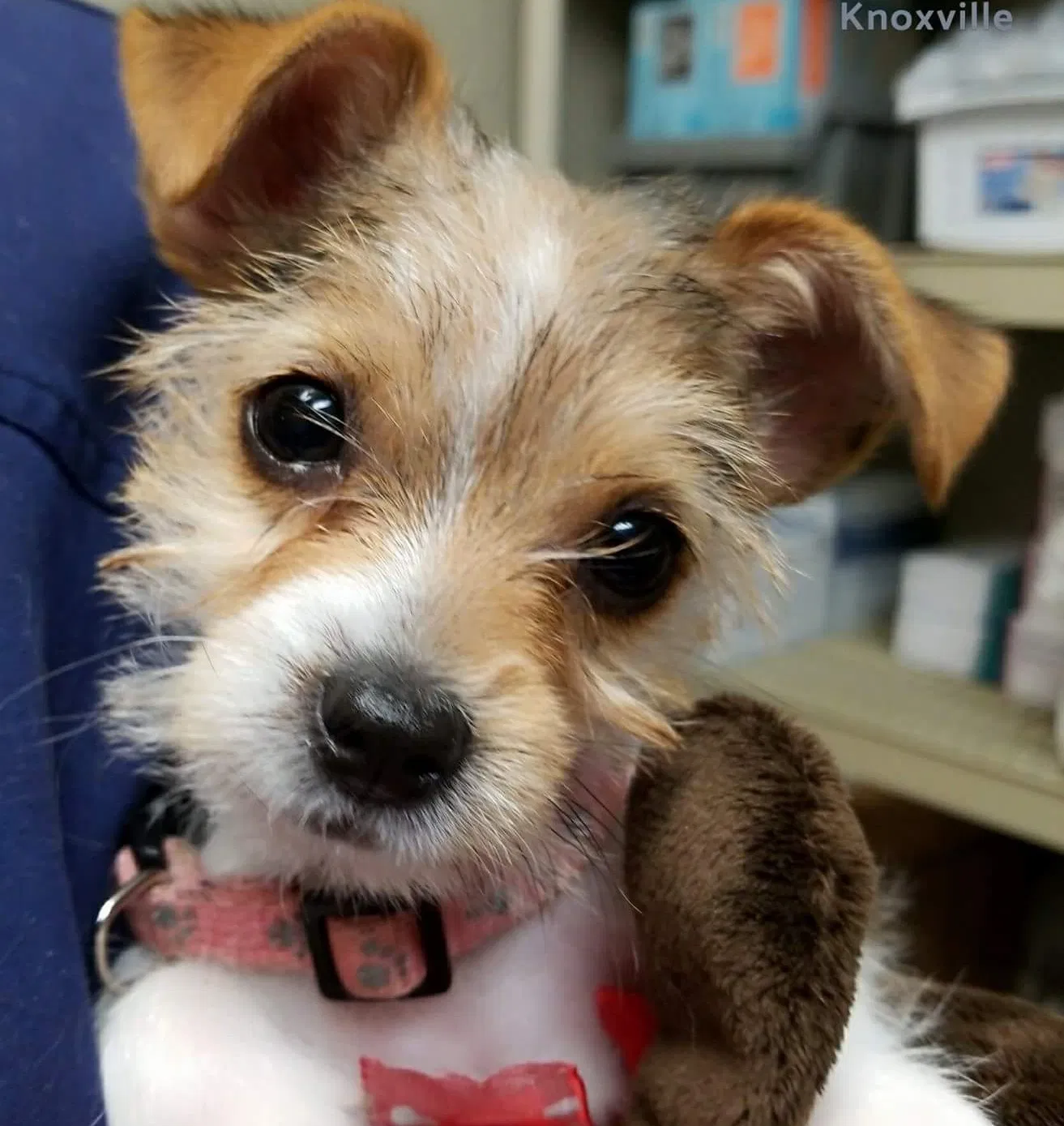 Lost dog in New Market, TN, 37820