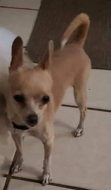 Lost dog in Phoenix, AZ, 85033
