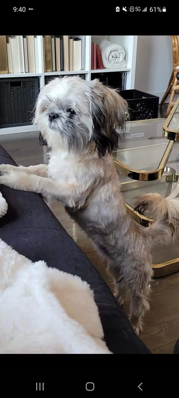 Found dog in Chicago, IL, 60606