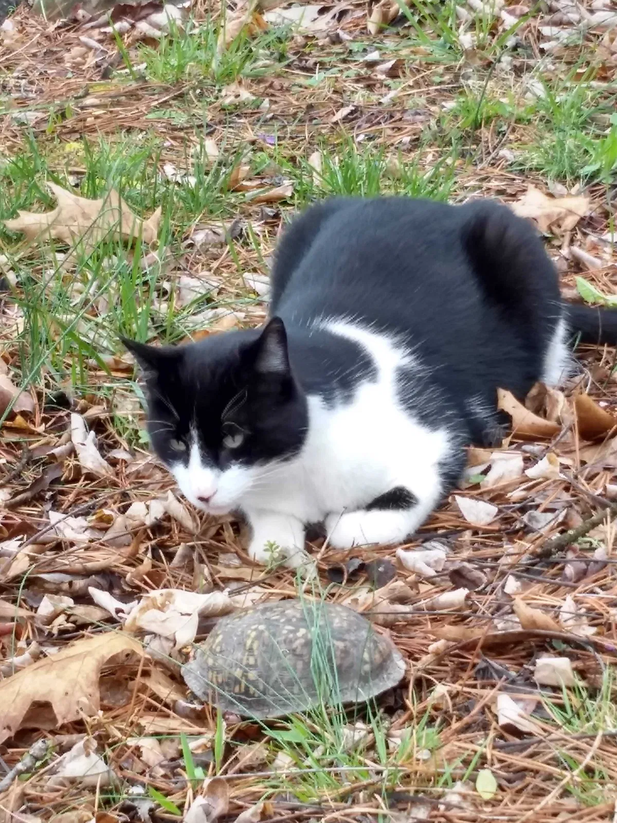 Lost cat in Blacksburg, VA, 24060