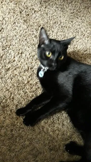 Lost cat in Coeur D Alene, ID, 83814