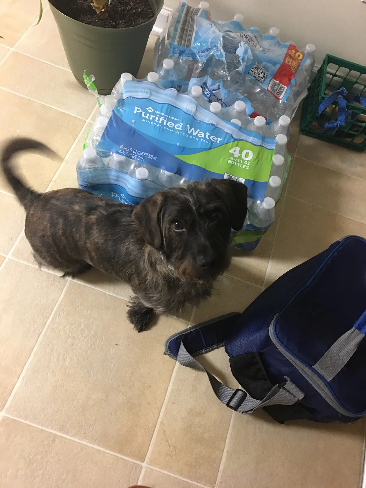 Lost dog in Kannapolis, NC, 28083