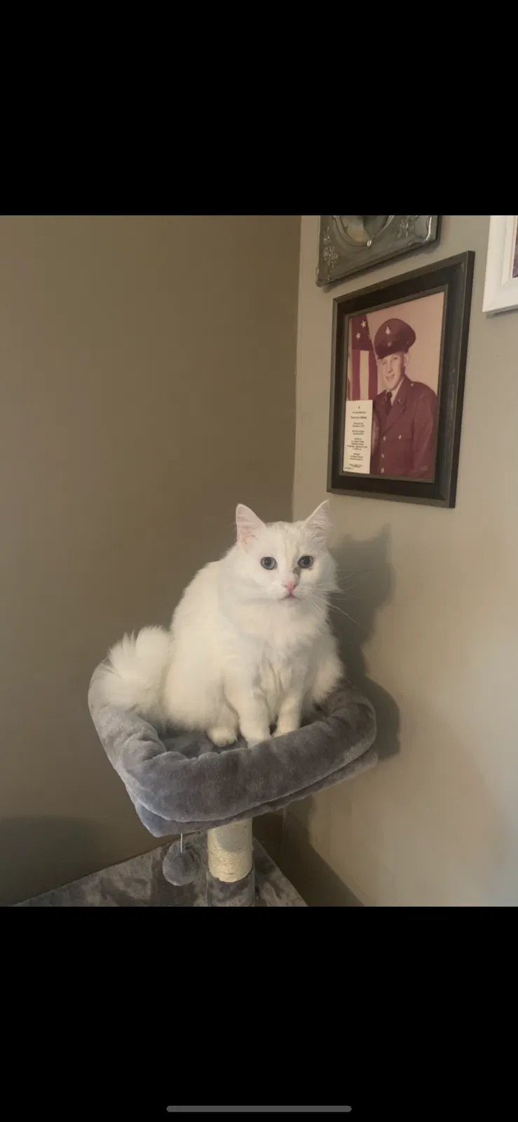 Lost cat in Kodak, TN, 37764
