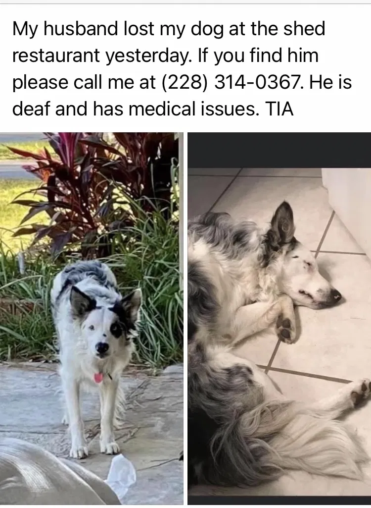 Lost dog in Ocean Springs, MS, 39564