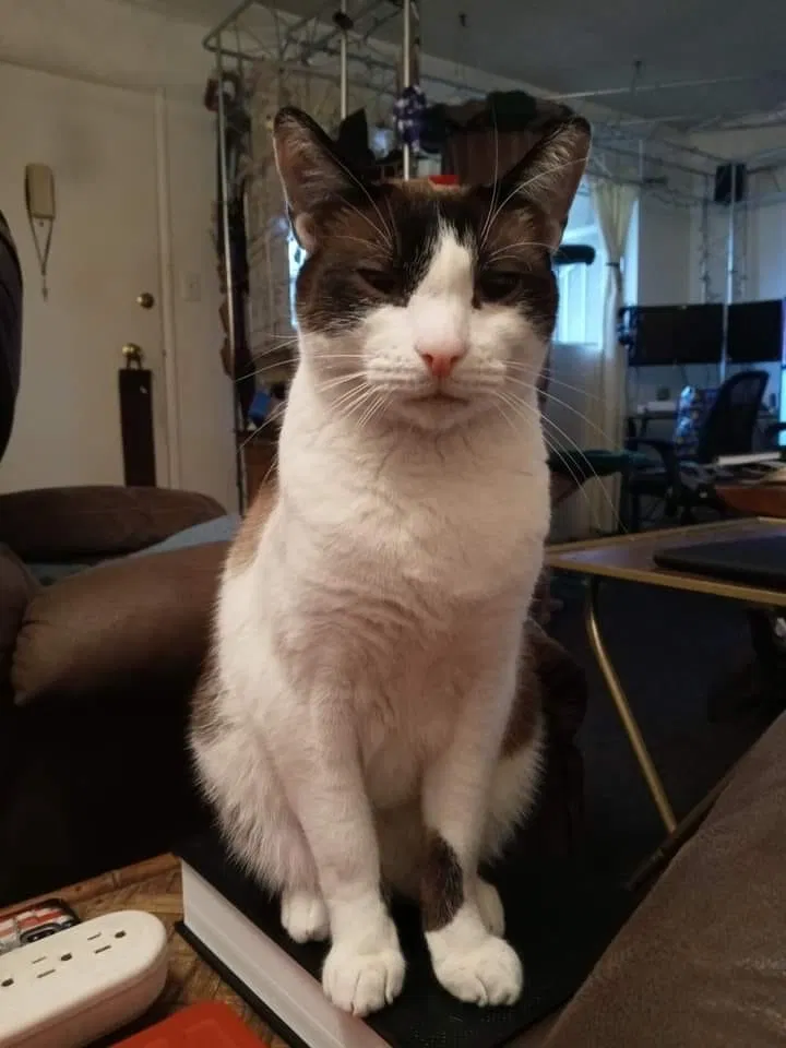 Lost cat in North Hollywood, CA, 91606