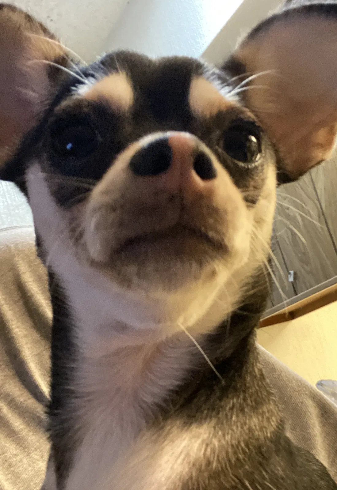 Lost dog in Glendale, AZ, 85302