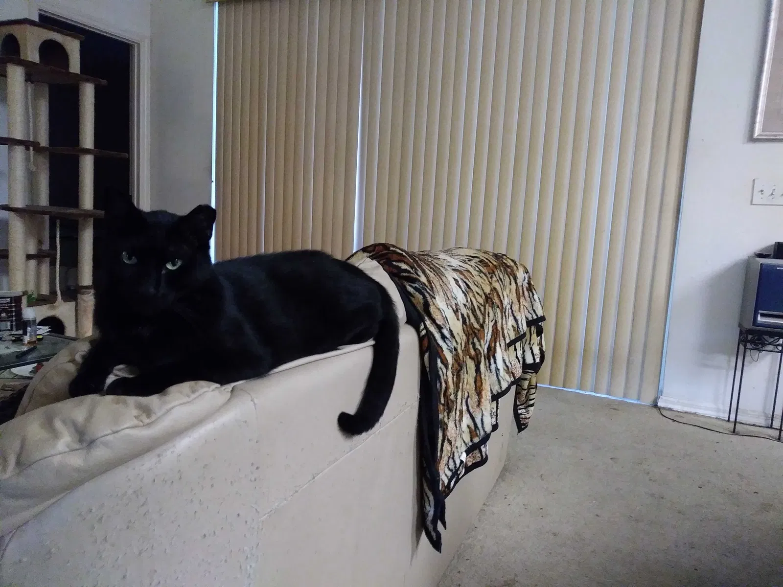 Lost cat in Land O Lakes, FL, 34639