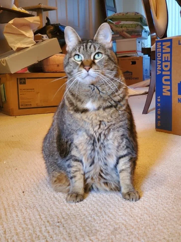 Lost cat in Fort Lauderdale, FL, 33308